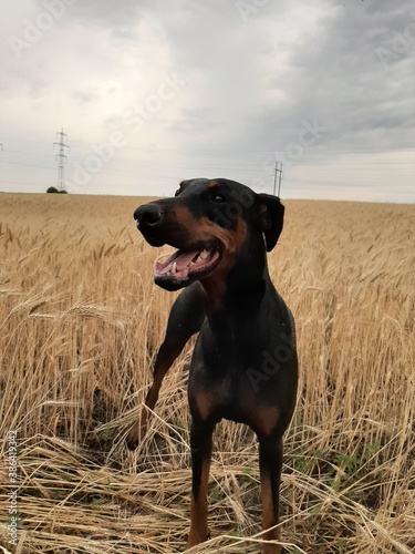portrait of a dog