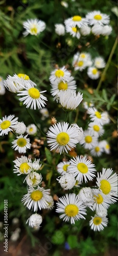 wildflowers