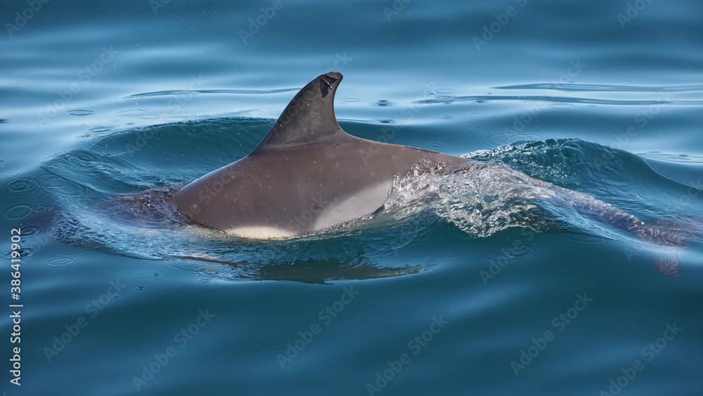 Obraz premium Free dolphins swimming and fishing in the sea