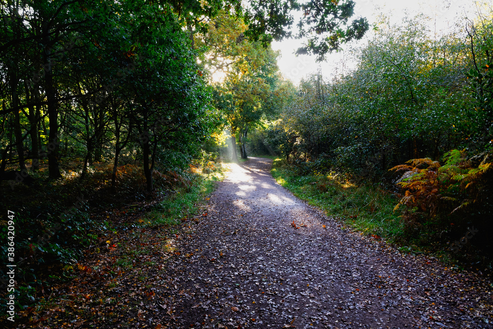 Fototapeta premium A shaft of autumn sunlight on a woodland footpath