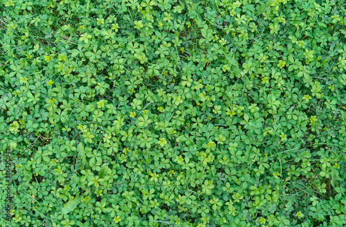 Green lawn for background. Green grass background. texture. top view.