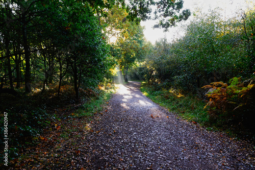 A shaft of autumn sunlight on a woodland footpath