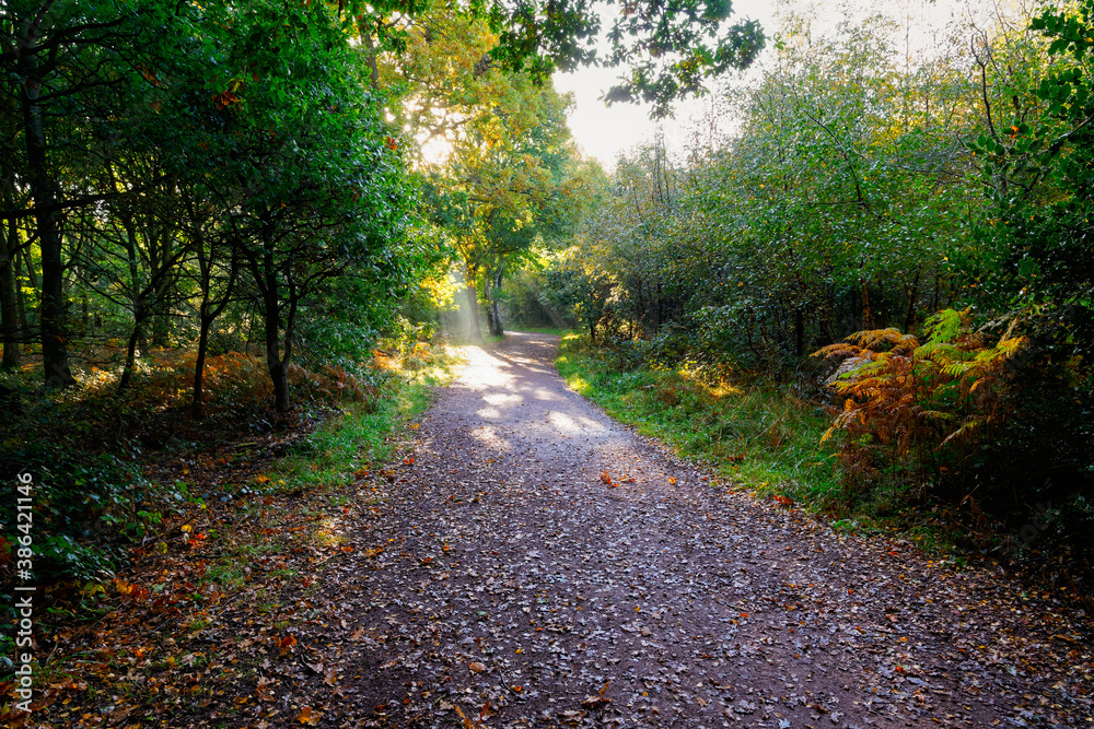 Fototapeta premium Shafts of bright autumn sunlight light up a woodland footpath