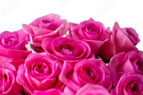 bright pink roses  blurred background  beautiful flowers for cards  congratulations