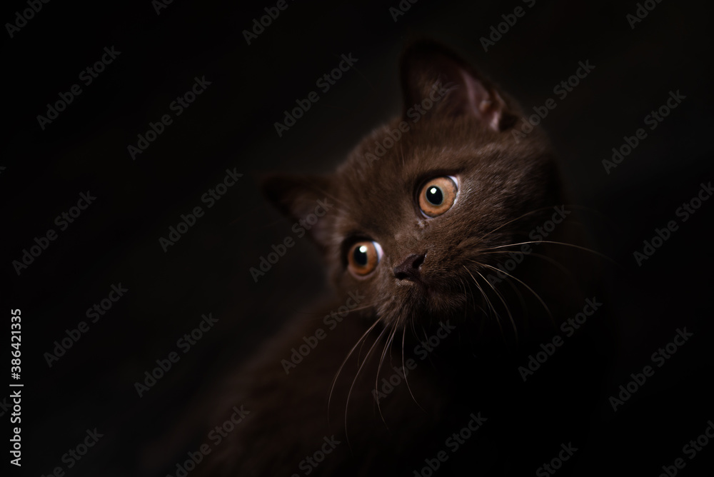 Lowkey studio portrait of British Shorthair cat