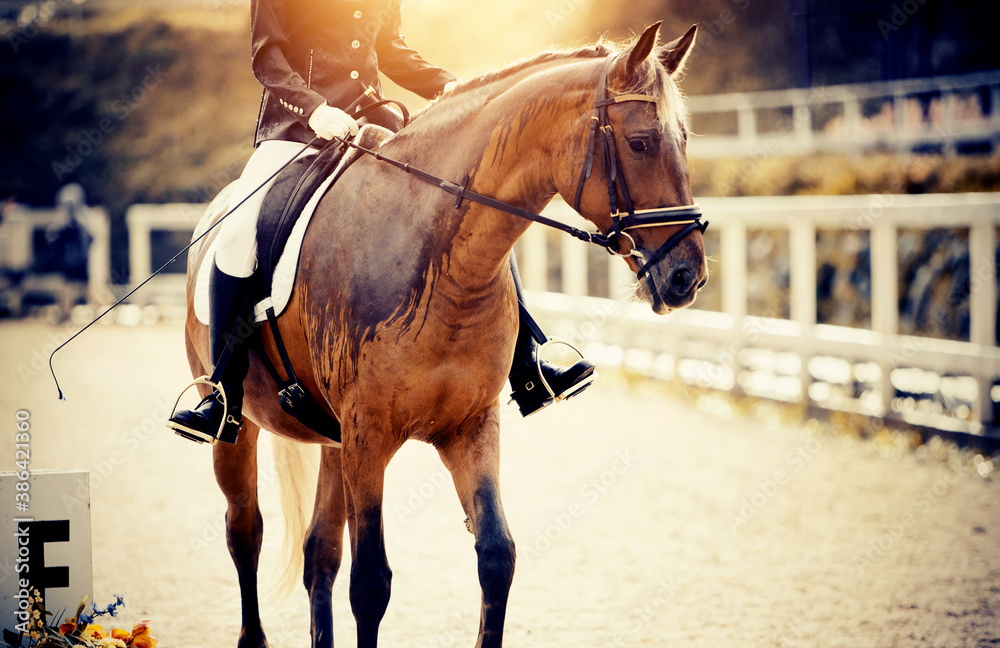Equestrian sport. Portrait sports red stallion in the bridle. Horseback riding. Equestrian sport. Portrait sports red stallion in the bridle. Horseback riding.