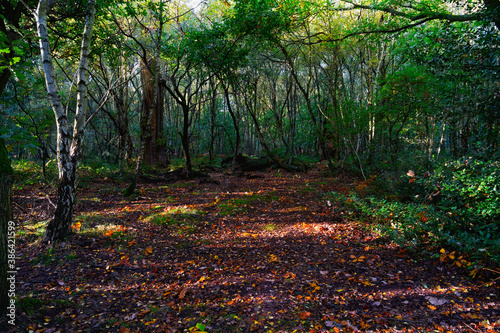 Fototapeta Naklejka Na Ścianę i Meble -  Autumn sunlight brightens up the edges of Sherwood Forest