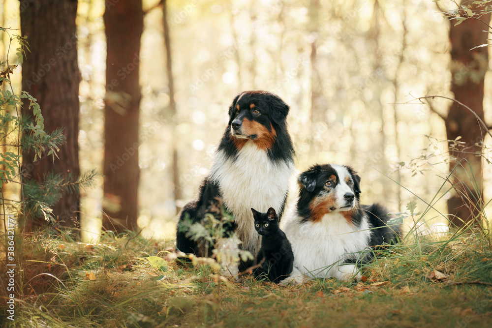 two dogs and a black cat. Australian Shepherd in nature. autumn mood