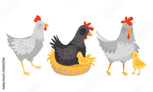 Hen Sitting on Eggs with Chicks Walking Nearby Vector Set
