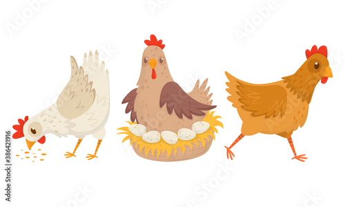 Hen Sitting on Eggs and Walking in the Yard Vector Set