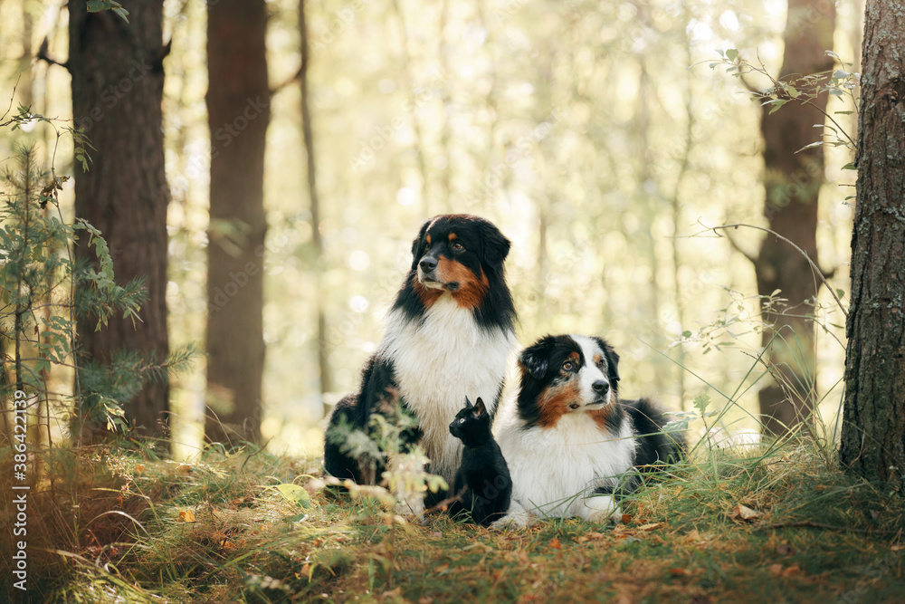two dogs and a black cat. Australian Shepherd in nature. autumn mood two dogs and a black cat. Australian Shepherd in nature. autumn mood