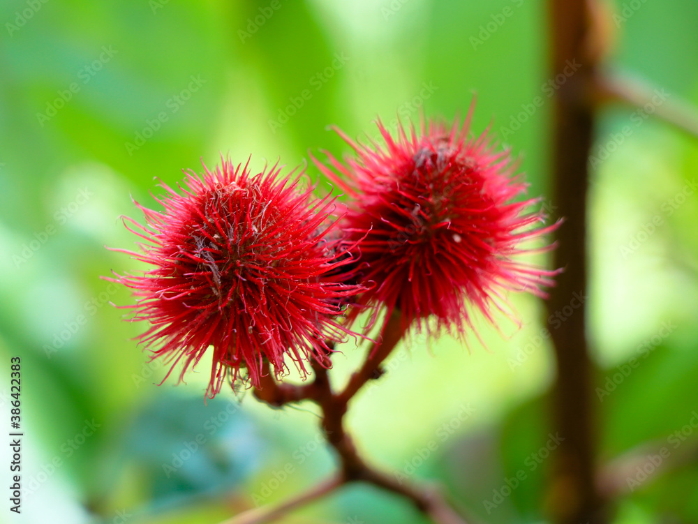 Bixa orellana or Achiote seeds used for natural food coloring Bixa orellana or Achiote seeds used for natural food coloring