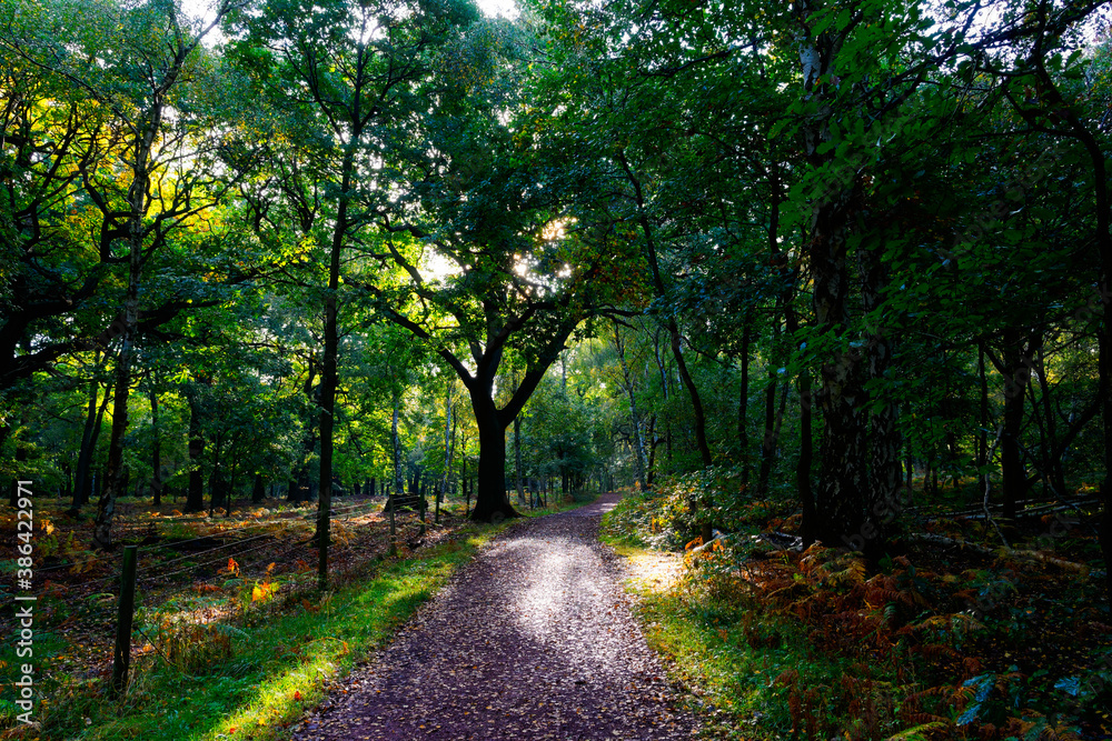 Fototapeta premium Bright autumn sun lights up a shaded muddy woodland path