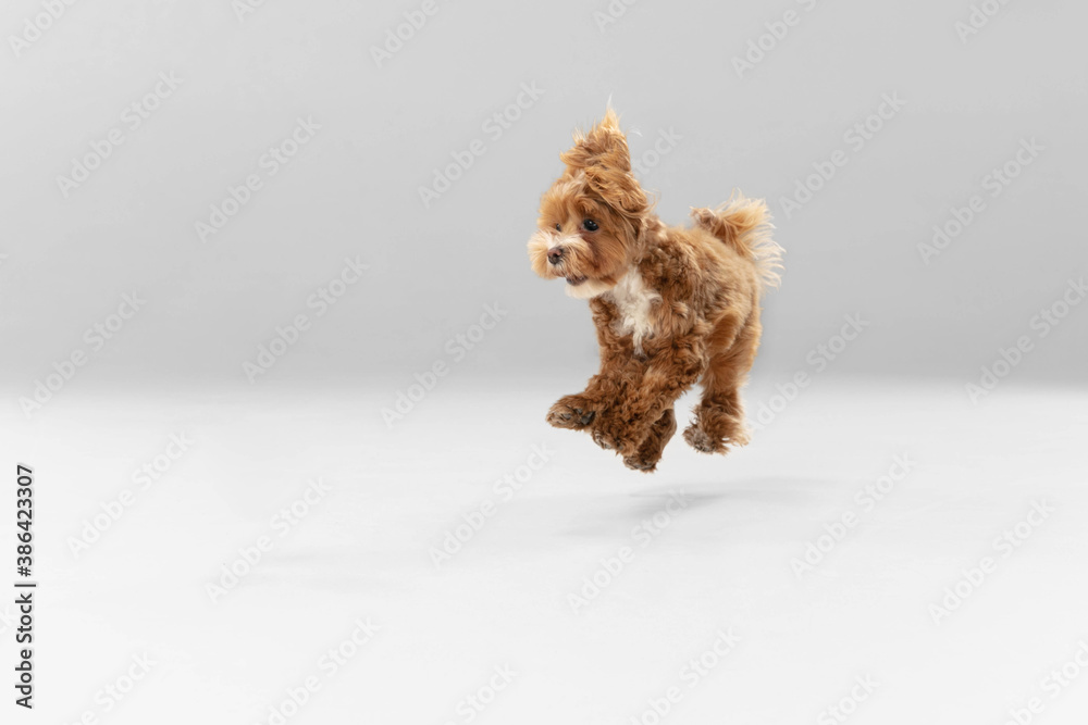 Jumping high. Maltipu little dog is posing. Cute playful braun doggy or pet playing on white studio background. Concept of motion, action, movement, pets love. Looks happy, delighted, funny. - obrazy, fototapety, plakaty 