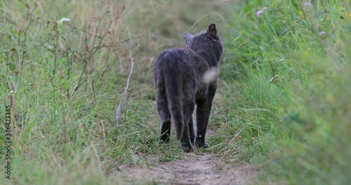 Black cat walking away watch back.