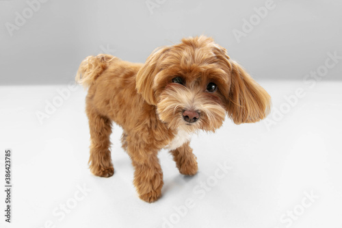 Happiness. Maltipu little dog is posing. Cute playful braun doggy or pet playing on white studio background. Concept of motion, action, movement, pets love. Looks happy, delighted, funny.
