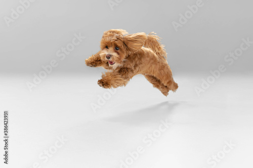 Happiness. Maltipu little dog is posing. Cute playful braun doggy or pet playing on white studio background. Concept of motion, action, movement, pets love. Looks happy, delighted, funny.