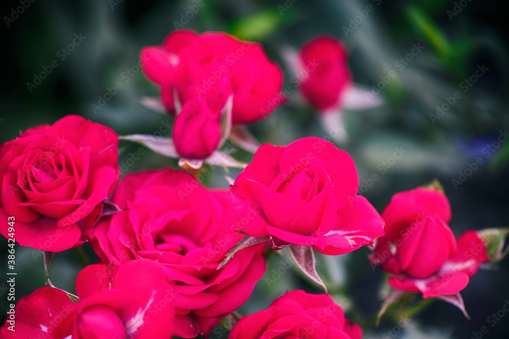 Blooming red roses in garden. Blooming red roses in garden.