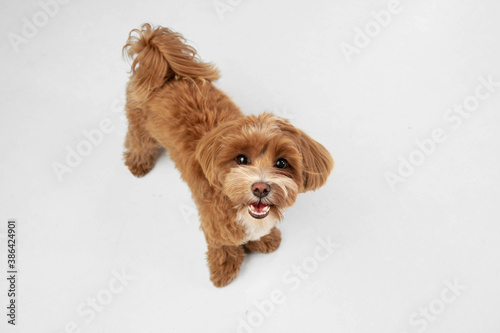 Companion. Maltipu little dog is posing. Cute playful braun doggy or pet playing on white studio background. Concept of motion, action, movement, pets love. Looks happy, delighted, funny.