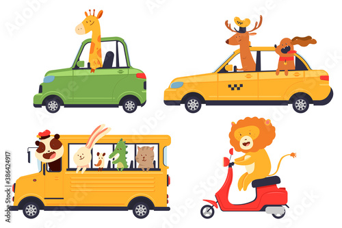 Cute cartoon animals drivers in car, school bus, scooter and taxi vector set isolated on a white background.