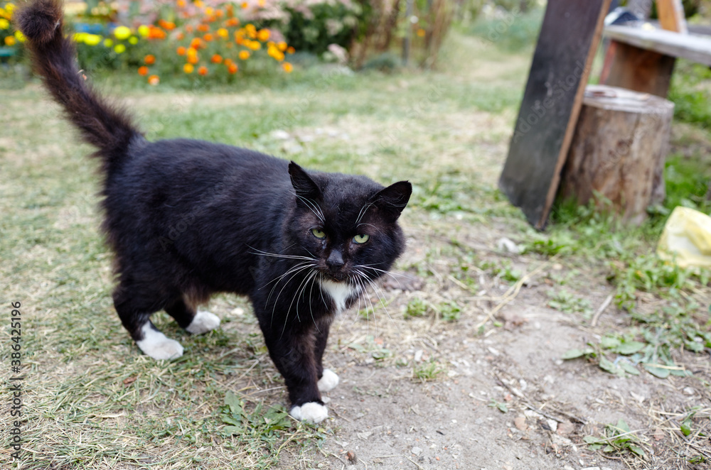 Close up of a black cat on the grass in the back yard. Funny facial expression. Selective focus, blurred background Close up of a black cat on the grass in the back yard. Funny facial expression. Selective focus, blurred background
