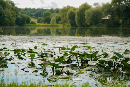 Water lilies on the lake in Yasnaya Polyana