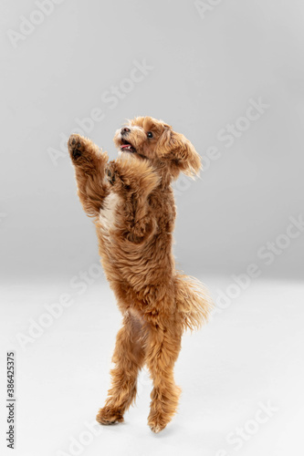 Flying, jumping. Maltipu little dog is posing. Cute playful braun doggy or pet playing on white studio background. Concept of motion, action, movement, pets love. Looks happy, delighted, funny. photo