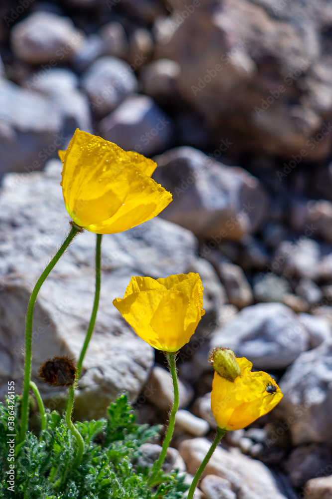 Naklejka premium Papaver alpinum flowers in the mountains, close up