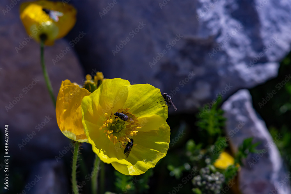 Obraz premium Orange Papaver alpinum flowers in the mountains 