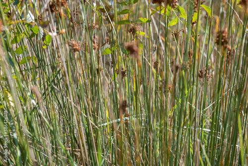 Genets ST-AYGULF Var (83)