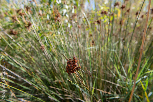 Genets ST-AYGULF Var (83)