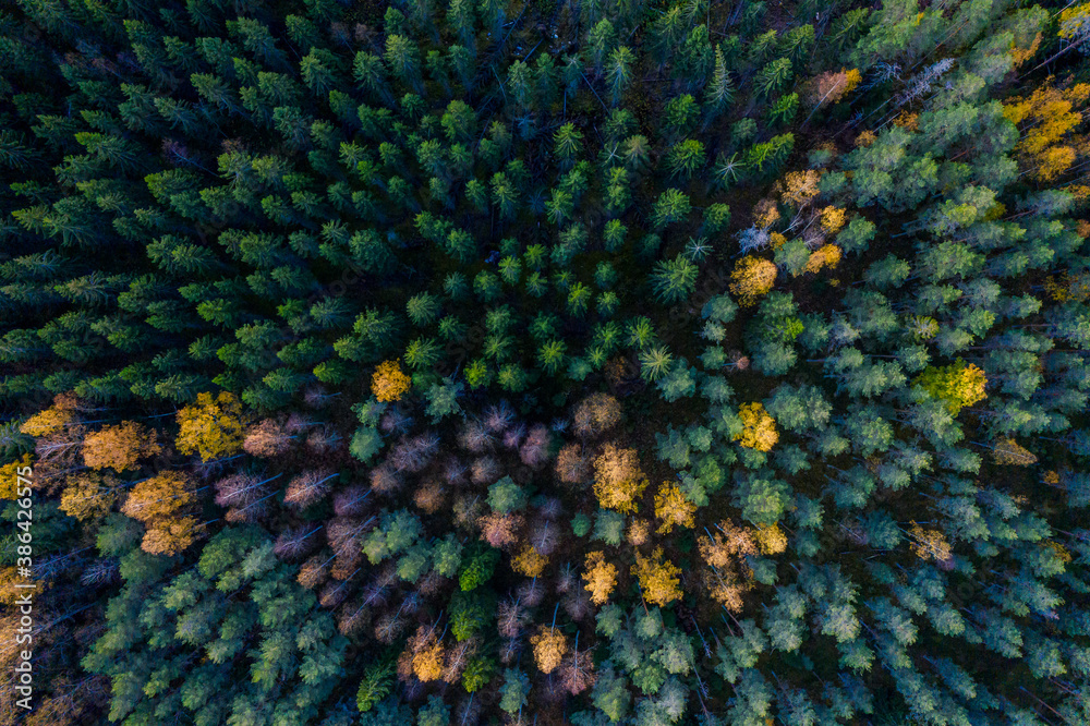 Obraz premium Colorful trees seen from above