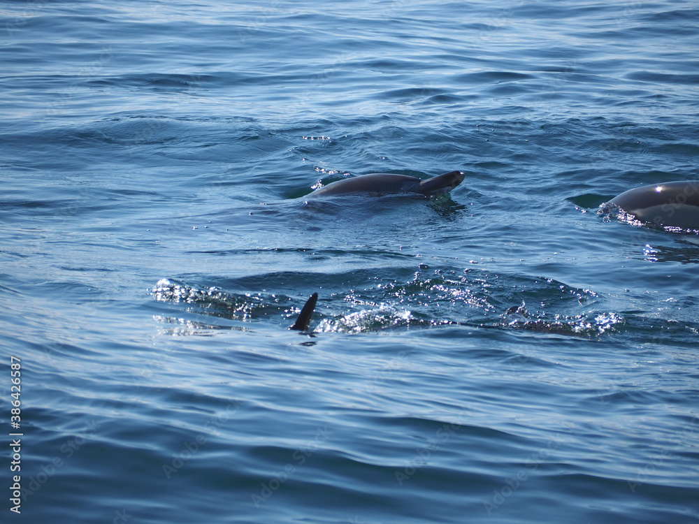 Fototapeta premium Free dolphins swimming and fishing in the sea