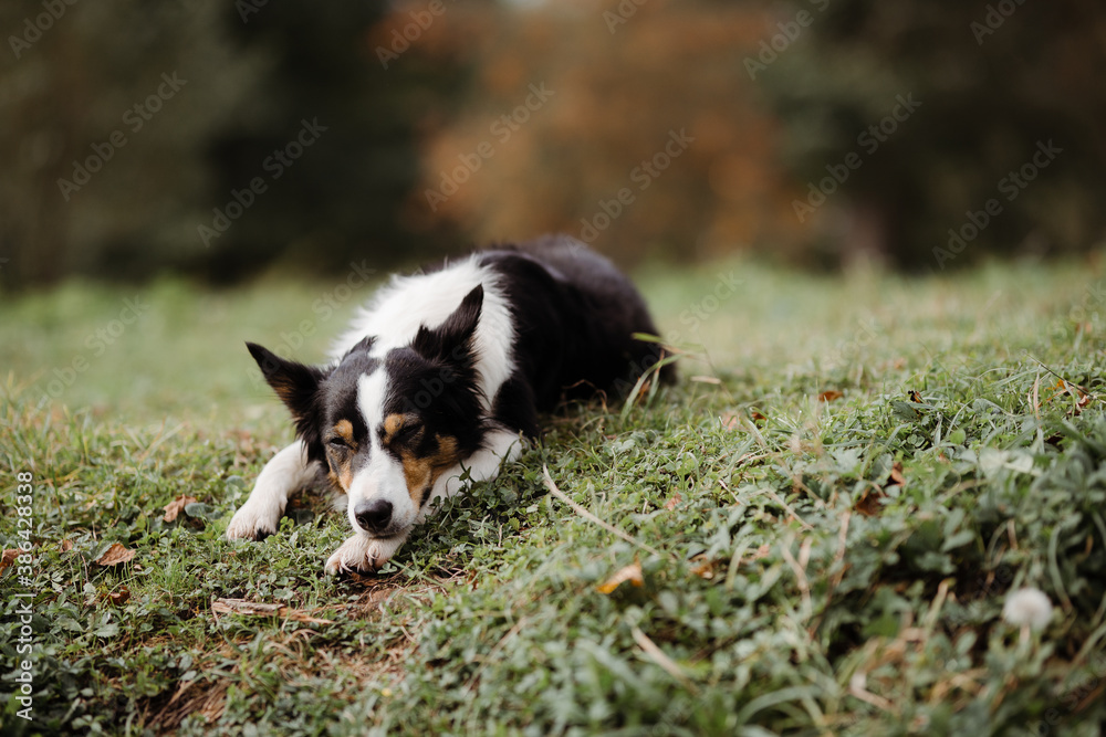 The dog is sleeping in the countryside