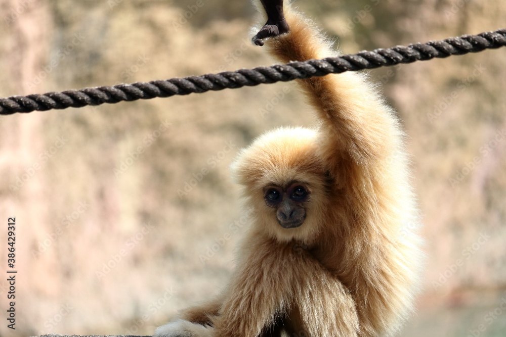 Obraz premium シロテテナガザル カメラ目線 子ども