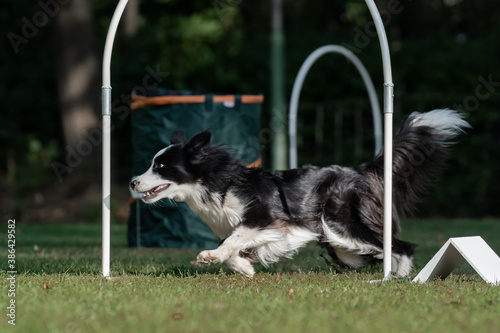 Hund im Hoopers Parcours