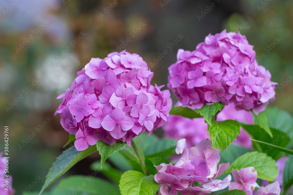 Purple Hydrangea flower (Hydrangea macrophylla) in a garden. Pink hydrangea flowers in the garden with blurred bokeh background. Purple Hydrangea flower (Hydrangea macrophylla) in a garden. Pink hydrangea flowers in the garden with blurred bokeh background.