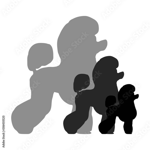 Dogs breed poodle flat black silhouette isolated on white background.
