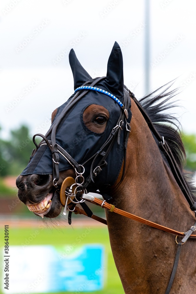 Obraz premium horse racing hippodrome of feurs
