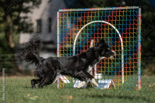 Hund im Hoopers Parcours