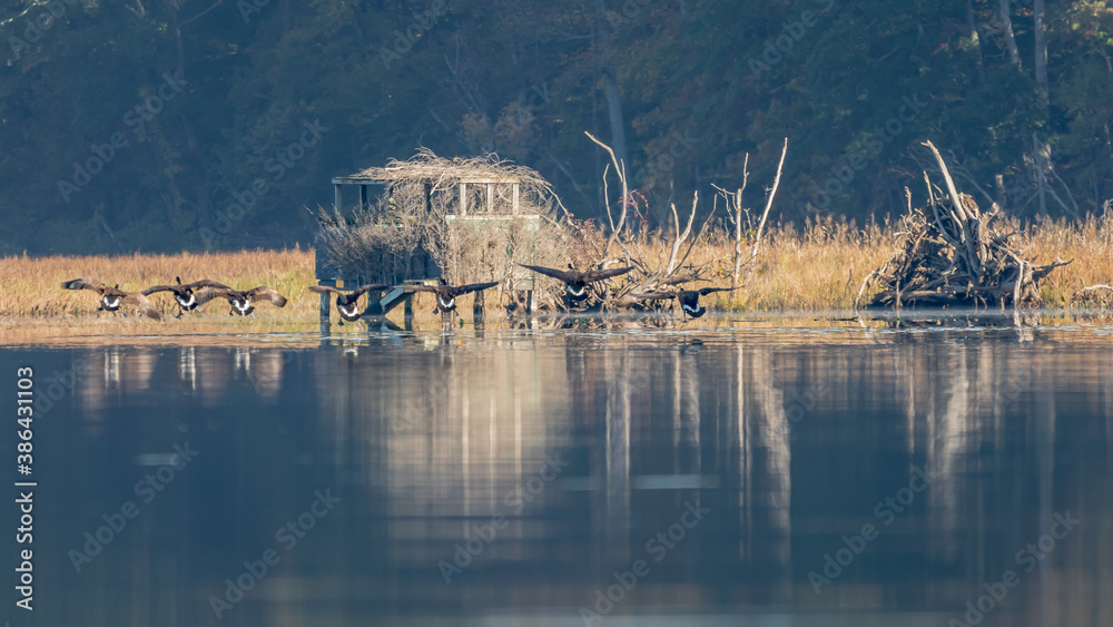 Geese landing in front of a hunting blind in the early morning mist