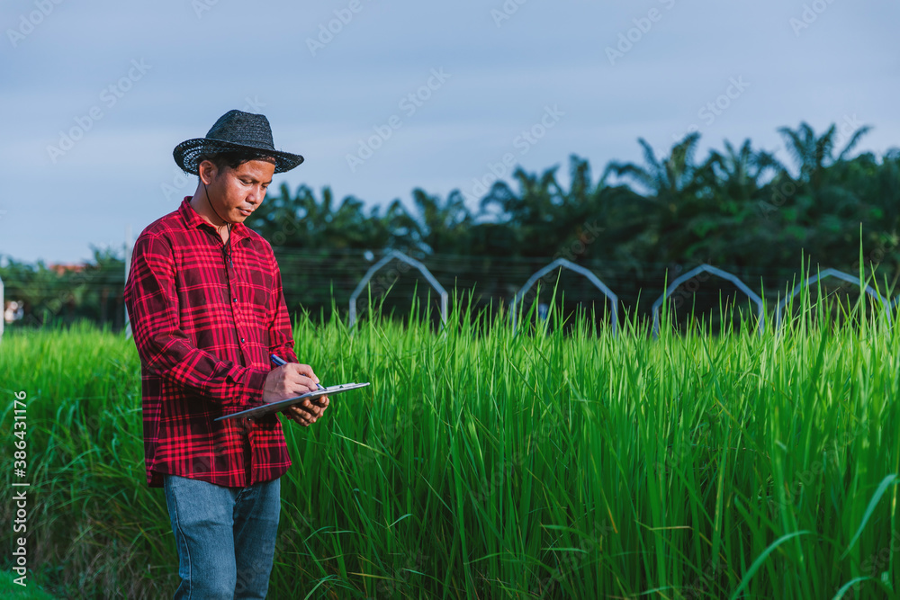 Thai farmers inspecting rice fields in the fields Thai farmers inspecting rice fields in the fields