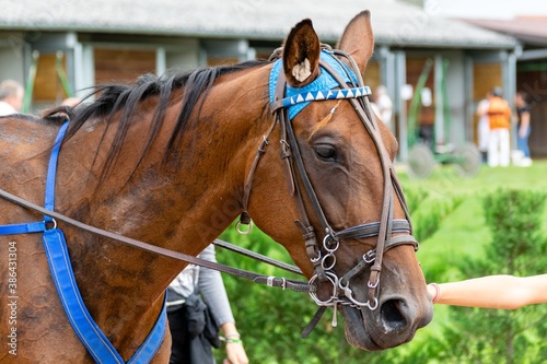 horse racing hippodrome of feurs