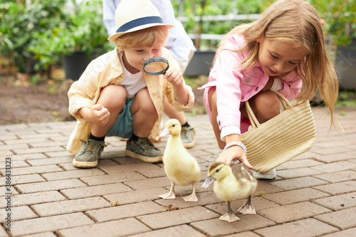 Schilderij op canvas adorable group of children stroking ducklings in the garden, they look at animal