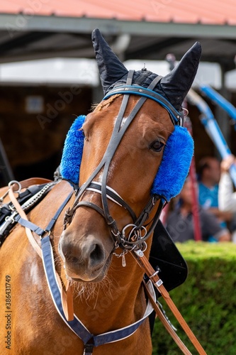 horse racing hippodrome of feurs photo