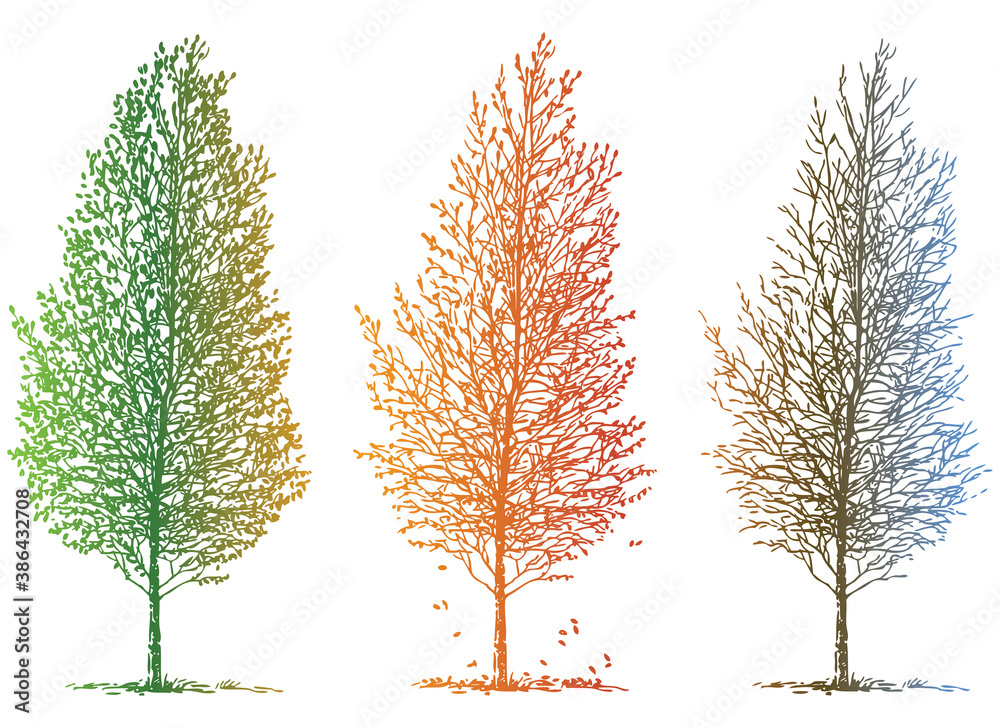 Fototapeta premium Vector image of sketches deciduous tree in different seasons