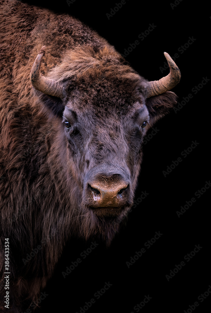 portrait of a bison with black background portrait of a bison with black background