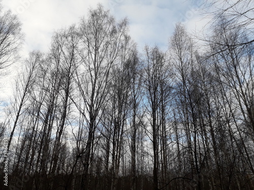 birches in the forest and sky
