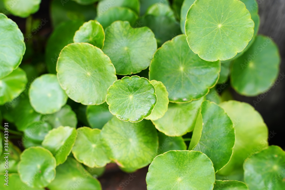 hydrocotyle background,Water Pennywort , Centella asiatica. hydrocotyle background,Water Pennywort , Centella asiatica.
