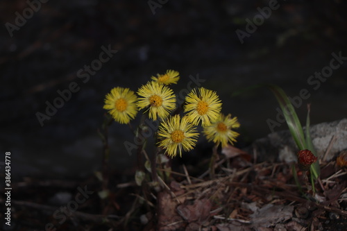 yellow flowers photo